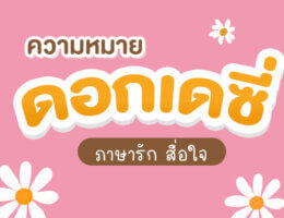 เดซี่ DAISY ดอกไม้แห่งรัก