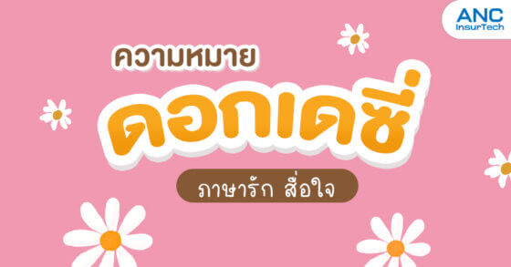 เดซี่ DAISY ดอกไม้แห่งรัก